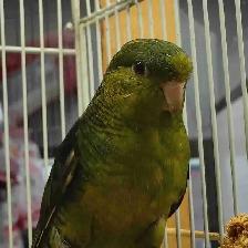 baby Lineolated parakeet