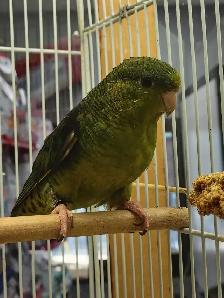 baby Lineolated parakeet - Photo 2