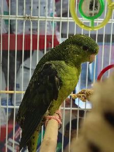 baby Lineolated parakeet - Photo 3