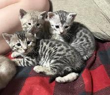 chaton bengal