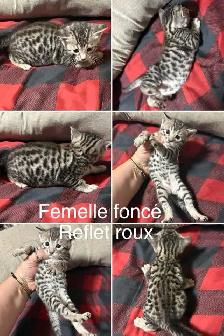 chaton bengal - Photo 2