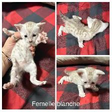chaton bengal - Photo 3