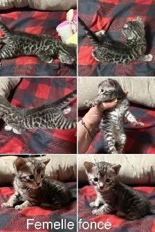 chaton bengal - Photo 4