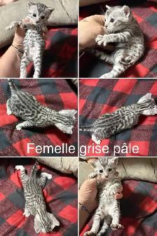 chaton bengal - Photo 5