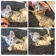 chaton bengal - Photo 7