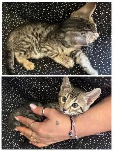 chaton bengal - Photo 8