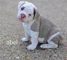 registered olde english bulldogge