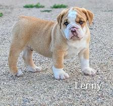 registered olde english bulldogge - Photo 2