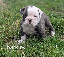 registered olde english bulldogge - Photo 4