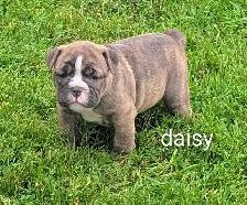 registered olde english bulldogge - Photo 5