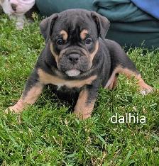 registered olde english bulldogge - Photo 6