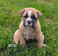 registered olde english bulldogge - Photo 7