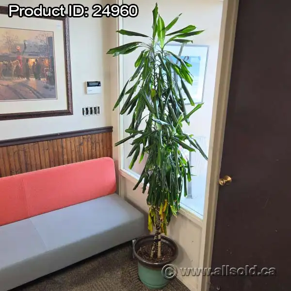 84' Live Plant