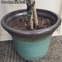 84' Live Plant - Photo 2