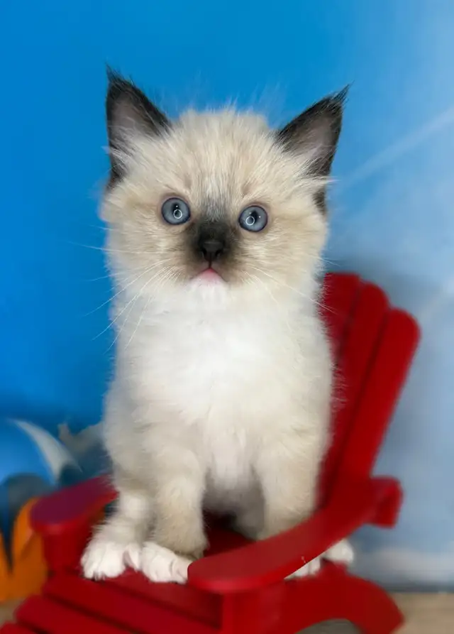 TICA Registered Ragdoll Kittens