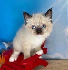 TICA Registered Ragdoll Kittens - Photo 2