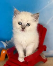 TICA Registered Ragdoll Kittens - Photo 4