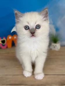 TICA Registered Ragdoll Kittens - Photo 5