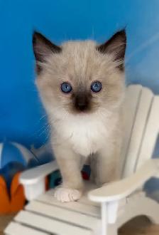 TICA Registered Ragdoll Kittens - Photo 8