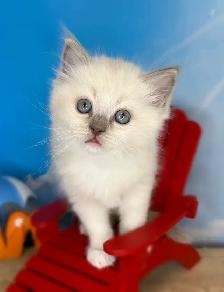 TICA Registered Ragdoll Kittens - Photo 3