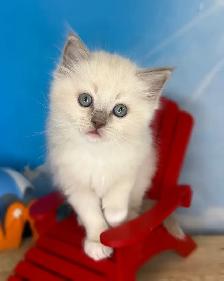 TICA Registered Ragdoll Kittens - Photo 4