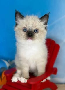 TICA Registered Ragdoll Kittens - Photo 2