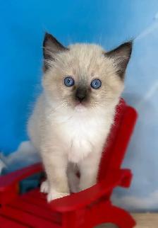 TICA Registered Ragdoll Kittens - Photo 6