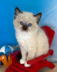 TICA Registered Ragdoll Kittens - Photo 7