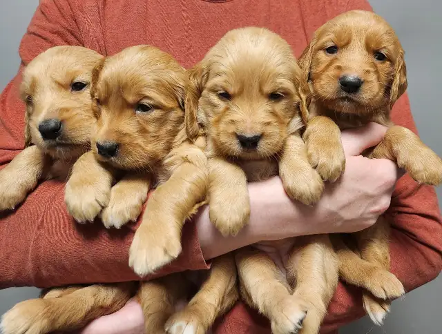 Registered Golden Retriever Puppies