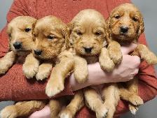 Registered Golden Retriever Puppies