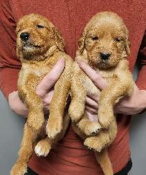 Registered Golden Retriever Puppies - Photo 2