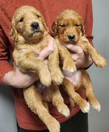 Registered Golden Retriever Puppies - Photo 3