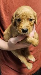 Registered Golden Retriever Puppies - Photo 4