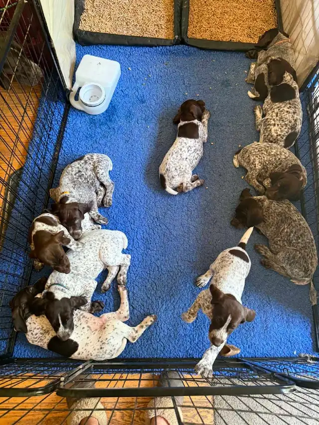 CKC German Shorthair Pointer puppies
