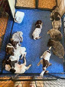 CKC German Shorthair Pointer puppies