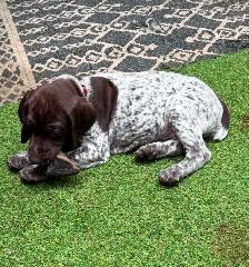 CKC German Shorthair Pointer puppies - Photo 2