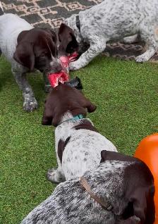 CKC German Shorthair Pointer puppies - Photo 3