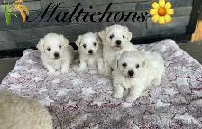 Adorable Maltichon’s!♥️ - Photo 2