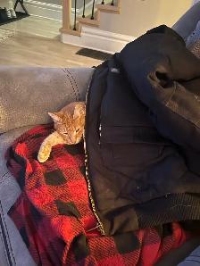 Orange and black cats - Photo 2