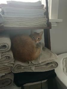 Orange and black cats - Photo 3