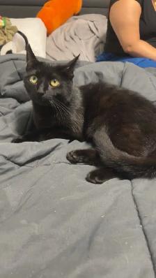 Orange and black cats - Photo 4