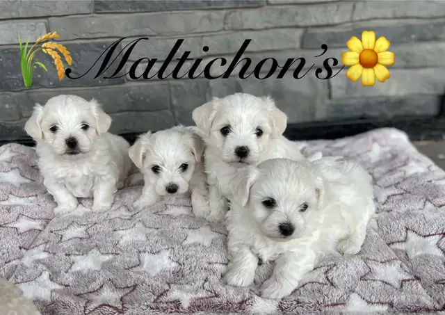 Adorable Maltichon’s!♥️