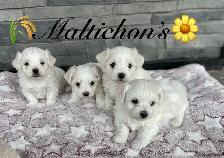 Adorable Maltichon’s!♥️