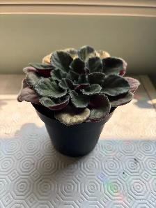 African Violet indoor houseplant