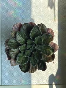 African Violet indoor houseplant - Photo 2