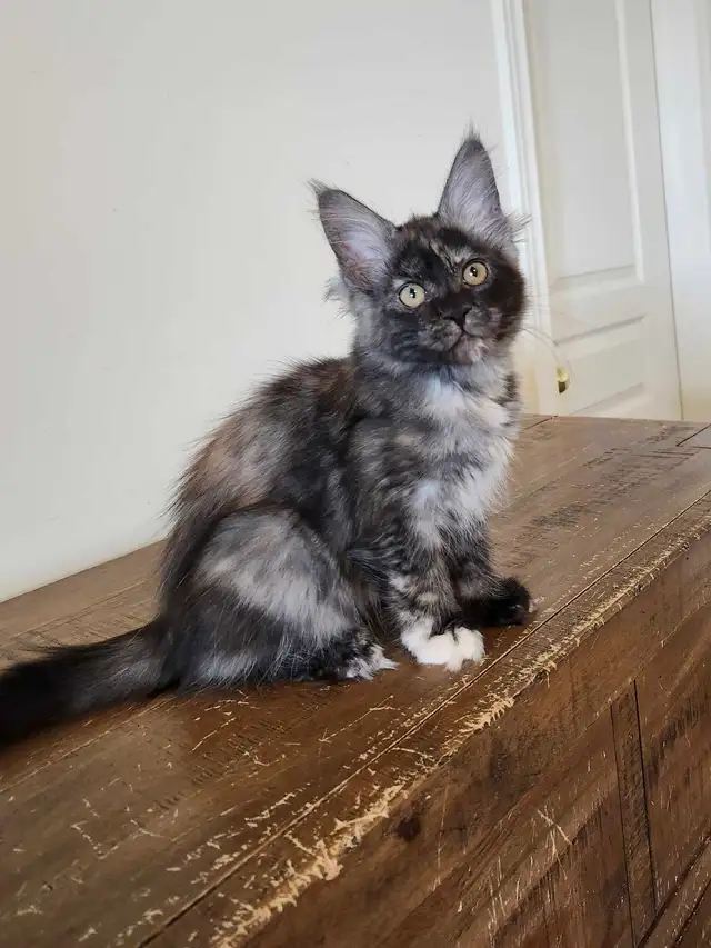 PURE BREED MAINE COON KITTENS
