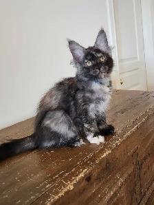 PURE BREED MAINE COON KITTENS