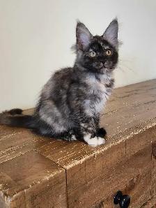PURE BREED MAINE COON KITTENS - Photo 2