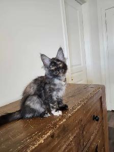 PURE BREED MAINE COON KITTENS - Photo 3
