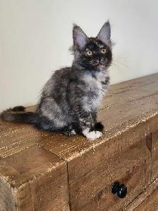 PURE BREED MAINE COON KITTENS - Photo 4